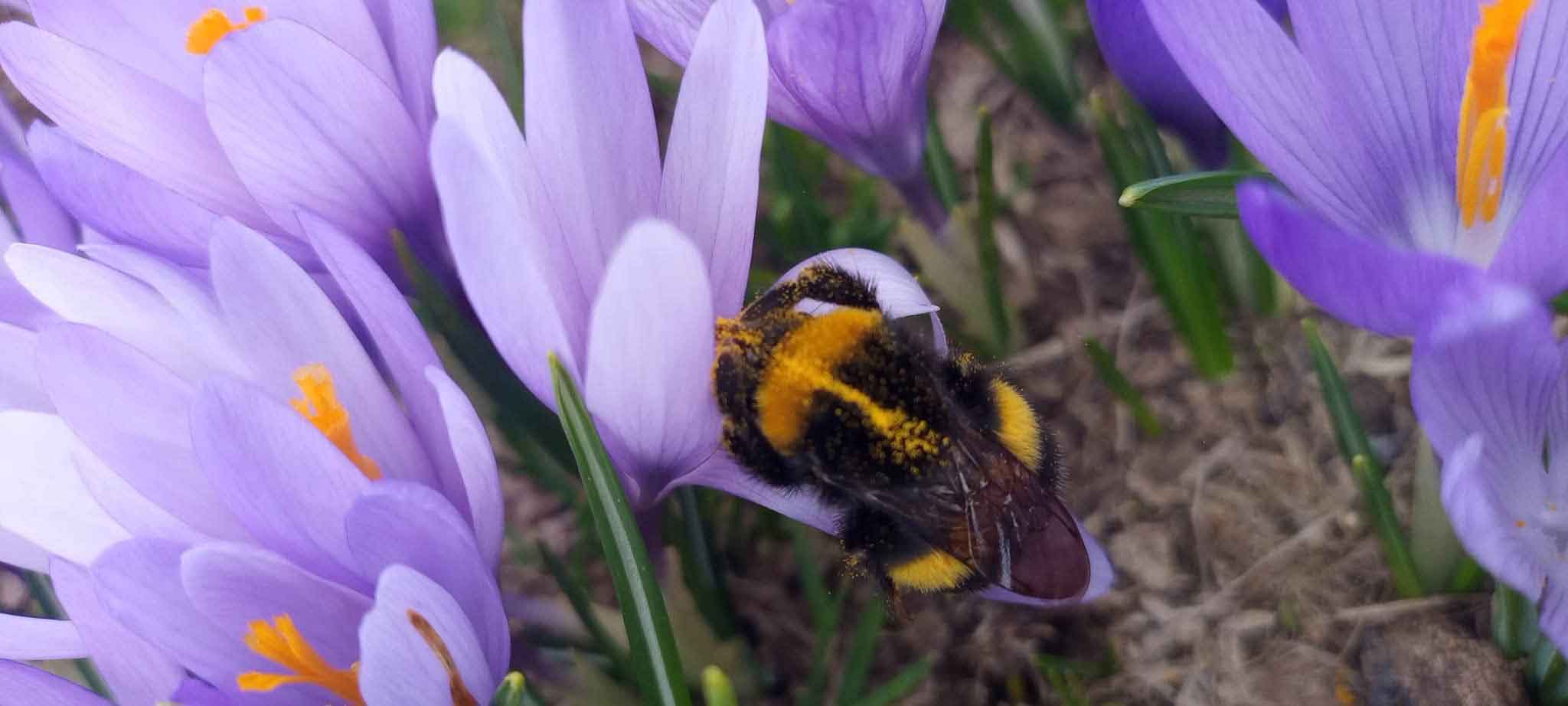 bee